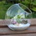 C987 15cm Clear Glass Vase Bottle Terrarium Pot DIY Home Wedding Garden Decor 691012008124  183347903324